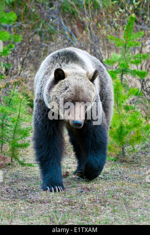 Montagne adultes grizzli (Ursus arctos), le Parc National Jasper, Rocheuses canadiennes, l'ouest de l'Alberta, Canada Banque D'Images