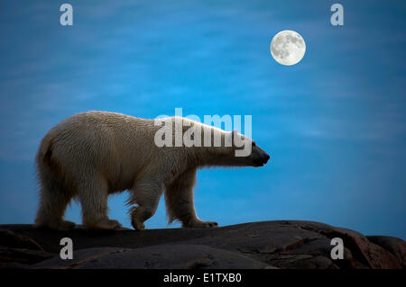 Pays sans littoral ours polaire (Ursus maritimus), archipel du Svalbard, l'Arctique norvégien Banque D'Images