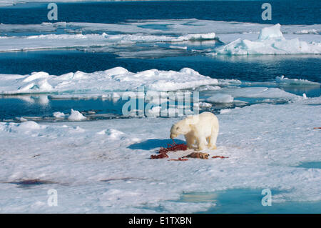 Des profils l'ours polaire (Ursus maritimus) se nourrissant des restes d'un phoque barbu kill, archipel du Svalbard, l'Arctique norvégien Banque D'Images