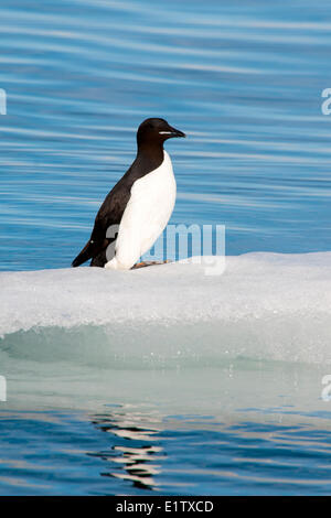 La marmette de Brünnich (Uria lomvia) reposant sur la glace près de leur colonie de nidification, Svalbard, archipel Arctique norvégien Banque D'Images