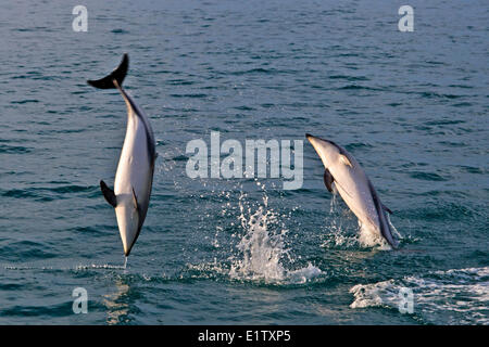 Les Dauphins au cours d'une visite d'observation des dauphins Rencontre avec Kaikoura Kaikoura, Côte Est de l'île du Sud en Nouvelle-Zélande. Banque D'Images