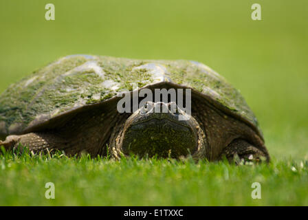 Gros plan d'une tortue serpentine, près d'Orillia (Ontario) Banque D'Images