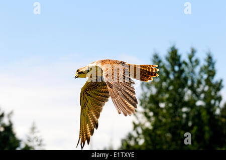 Un mâle Faucon sacre en vol dans la région de Cobble Hill BC. 'Flèche' est l'un des oiseaux de proie en proie à la Surrey BC. Il était sur l'affichage Banque D'Images