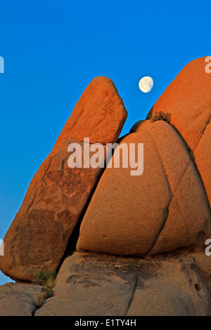 Lune s'élever au-dessus des rochers à Joshua Tree, le parc national Joshua Tree, désert de Mojave, Californie, USA Banque D'Images