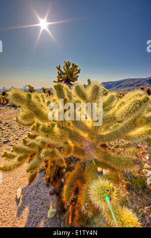 Cholla Cactus Garden, Cylindropuntia fulgida, Joshua Tree National Park, désert de Mojave, Californie, USA Banque D'Images
