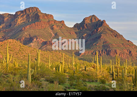 Ajo Range, monts, cactus Saguaro, printemps, tuyau d'Organe National Monument, Arizona, USA Banque D'Images