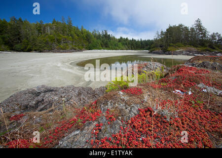 La végétation des plantes indigènes sauvages rouge pousse sur les rochers à l'écran radar des plages dans le parc national Pacific Rim près de Tofino British Banque D'Images