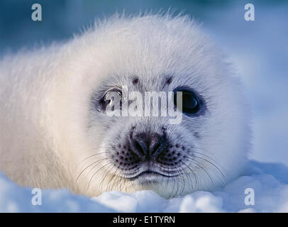 Bébé phoque du Groenland sauvage (joint saddleback Pagophilus groenlandicus) sur la glace de l'océan Atlantique au large de la côte du Labrador au Canada. Banque D'Images