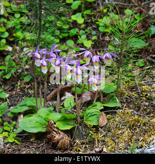 Fairy slipper Calypso bulbosa des semis de pin tordu latifolié Pinus contorta Psedotsuga menziesii Douglas Williams Lake BC Forest Banque D'Images