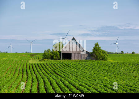 Grange en bois et les éoliennes en champ de pommes de terre, O'Leary, Prince Edward Island, Canada Banque D'Images