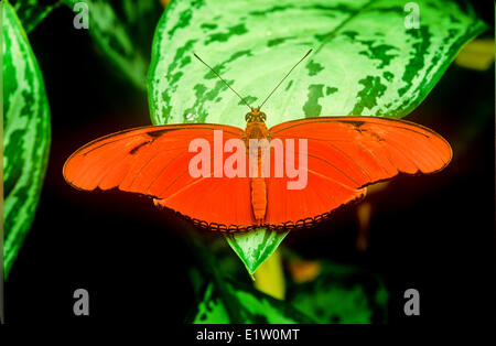Julia Butterfly, (Dryas iulia), vue dorsale, le Mexique à travers l'Amérique centrale Banque D'Images