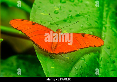 Julia Butterfly, (Dryas iulia), vue dorsale, le Mexique à travers l'Amérique centrale Banque D'Images