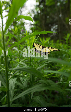 Les tiger swallowtail Butterfly (Papilio canadensis) volant au-dessus de l'herbe Banque D'Images