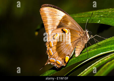 Ulysse Bleu papillon papillon de montagne ou la Blue Mountain Papilio Ulysses) vue ventrale de la péninsule du Cap York Banque D'Images