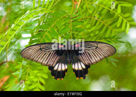 Papillon Grand Mormon Papilio memnon, (agenor), vue dorsale, l'Asie du sud Banque D'Images