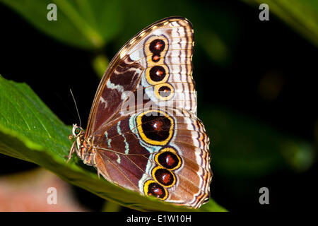 Morpho papillon adulte, (Morpho peleides limpida), vue ventrale, Costa Rica Banque D'Images