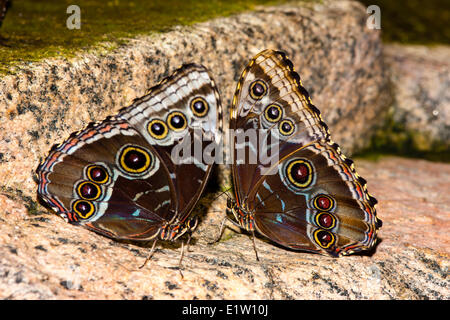 Morpho papillon adulte, (Morpho peleides limpida), vue ventrale, Costa Rica Banque D'Images