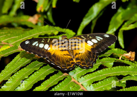 Clipper (papillon Parthenos sylvia) vue dorsale Western Ghats Assam Myanmar Sri Lanka Asie du Sud-Est (Malaisie Philippines Nouveau Banque D'Images