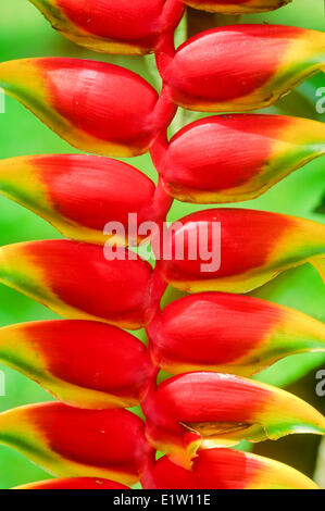 Pince de homard (Heliconia Rostrata Heliconia, Ruiz et Pavon), Costa Rica Banque D'Images