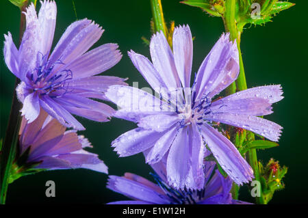 La chicorée (Cichorium intybus), fleurs sauvages, Banque D'Images