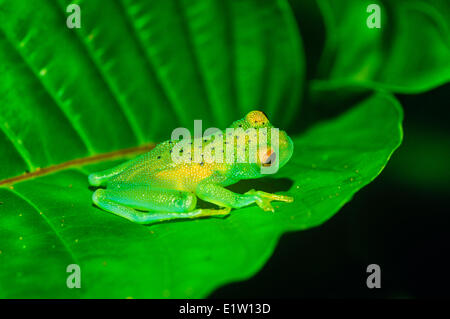 Verre émeraude (Espadarana prosoblepon, Grenouille), Costa Rica Banque D'Images