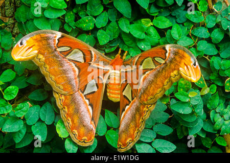 Atlas Moth, adultes (Attacus atlas), vue dorsale Banque D'Images