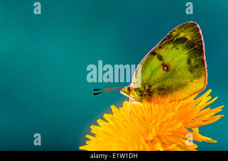 Et troublées commun Papillon Colias philodice, (vue ventrale). Banque D'Images