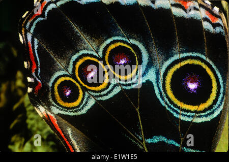 Papillon Morpho bleu, Morpho peleides limpida (), l'Amérique centrale Banque D'Images