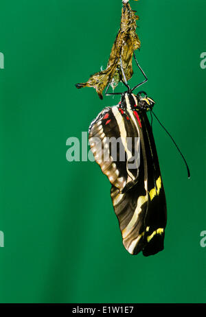 Zebra longwing-papillon, (Heliconius charitonius), émergeant de nymphe, vue ventrale, Costa Rica Banque D'Images
