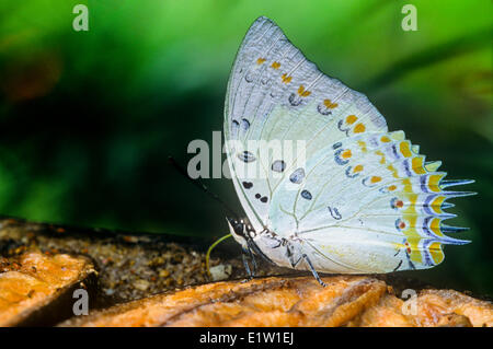 Jewelled Butterfly, Nawab (Polyura delphis)(Polyura delphis) papillon adulte se nourrit de fruits. Vue ventrale, Malaisie Banque D'Images