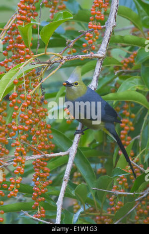 Moucherolle soyeux à longue queue (Ptilogonys caudatus) perché sur une branche au Costa Rica. Banque D'Images