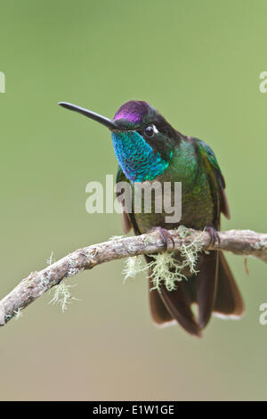 Colibri magnifique (Eugene fulgens) perché sur une branche au Costa Rica. Banque D'Images