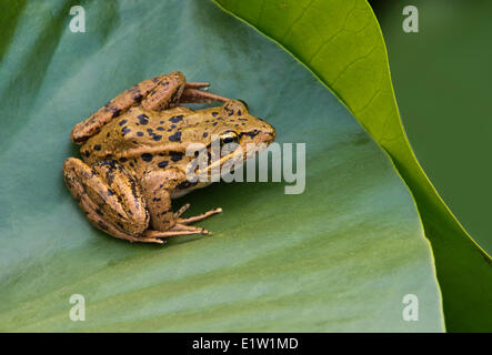 Grenouille à pattes rouges (Rana aurora) à Little River, Comox BC Banque D'Images