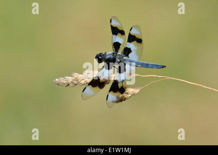 Huit-spotted Skimmer (Libellula forensis) - Beaver Lake Park, Saanich BC, Canada Banque D'Images