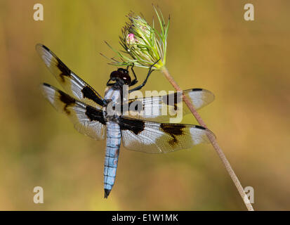 Huit-spotted Skimmer (Libellula forensis) - Beaver Lake Park, Saanich BC, Canada Banque D'Images