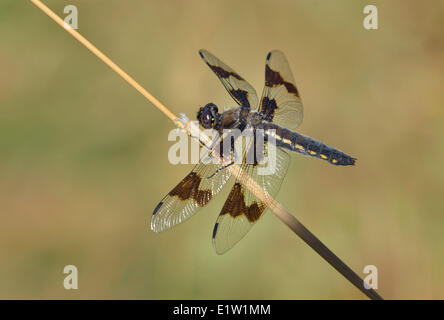 Huit-spotted Skimmer (Libellula forensis) - Beaver Lake Park, Saanich BC, Canada Banque D'Images