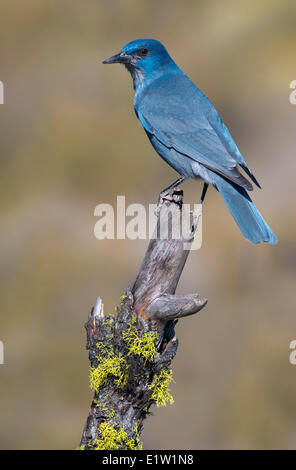 (Gymnorhinus cyanocephalus Pinyon Jay) - La Forêt nationale de Deschutes, Oregon Banque D'Images