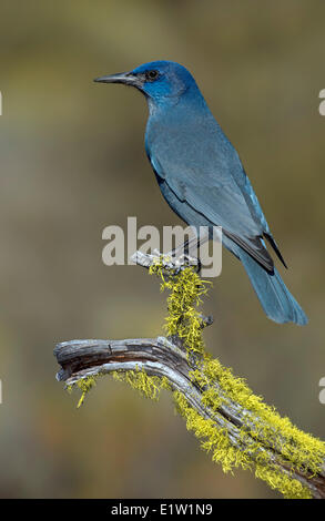 (Gymnorhinus cyanocephalus Pinyon Jay) - La Forêt nationale de Deschutes, Oregon Banque D'Images