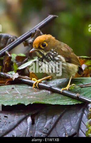 Grallaire péruvienne (Grallaricula peruviana) perché sur une branche en Equateur. Banque D'Images