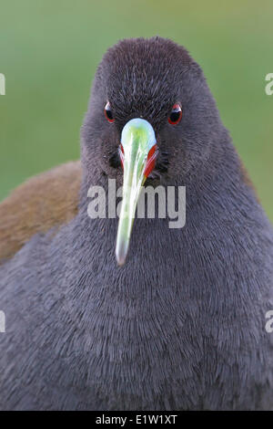 Rail (Pardirallus sanguinolentus plombé) perché sur une terre humide dans les hauts plateaux du Pérou. Banque D'Images