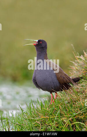 Rail (Pardirallus sanguinolentus plombé) perché sur une terre humide dans les hauts plateaux du Pérou. Banque D'Images