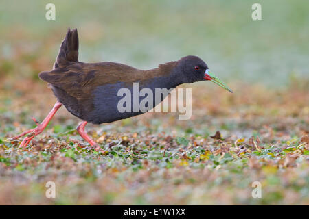 Rail (Pardirallus sanguinolentus plombé) perché sur une terre humide dans les hauts plateaux du Pérou. Banque D'Images