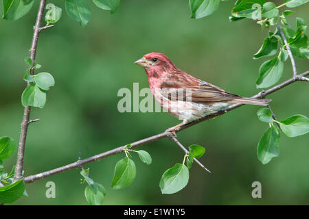 Roselin pourpré, Haemorhous purpureus, perché sur une branche dans l'Est de l'Ontario, Canada. Banque D'Images
