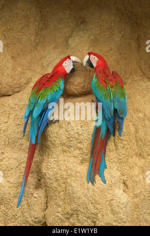 Le rouge et vert Macaw (Ara chloroptera) perché et se nourrissent d'argile dans l'Amazonie péruvienne. Banque D'Images