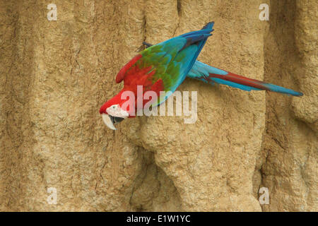 Le rouge et vert Macaw (Ara chloroptera) perché et se nourrissent d'argile dans l'Amazonie péruvienne. Banque D'Images