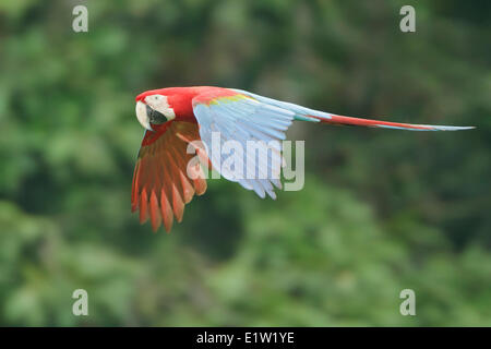 Le rouge et vert Macaw (Ara chloroptera) battant au Pérou. Banque D'Images