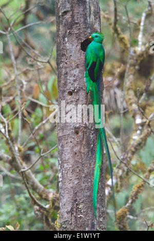 Quetzal resplendissant (Pharomachrus mocinno) perché sur une branche au Costa Rica. Banque D'Images