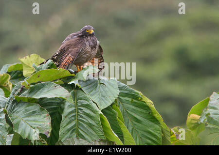 Roadside Hawk (Buteo magnirostris) perché sur une branche en Equateur. Banque D'Images