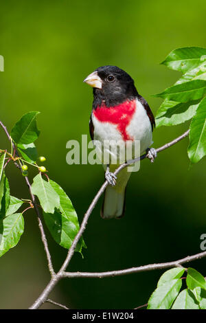 Cardinal à poitrine rose (Pheucticus ludovicianus) perché sur une branche dans l'Est de l'Ontario, Canada. Banque D'Images