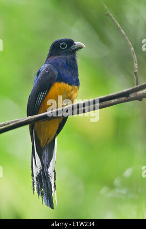 Trogon à queue blanche d'Amazonie (Trogon viridis) perché sur une branche en Equateur. Banque D'Images